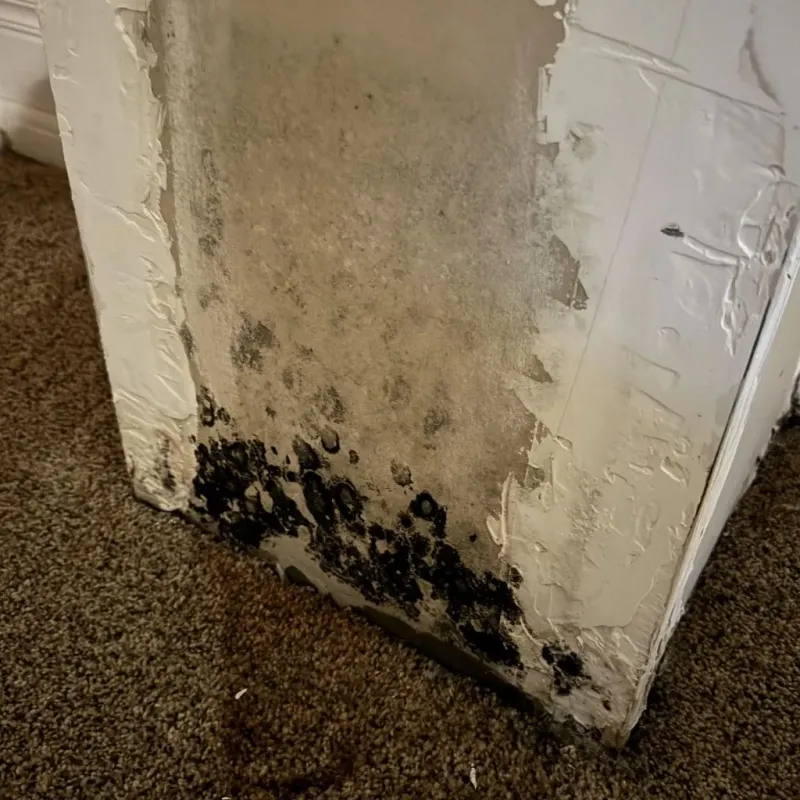 Professional Mold Removal in Templeton, CA